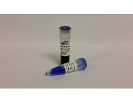 LADDER DNA 1KB RTU PRE-MIXED 50UG/500UL