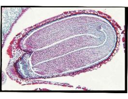 CAPSELLA-MATURE EMBRYOS (LS) QS DICOT