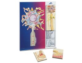 MODEL PHYSIOLOGY OF NERVES SERIES