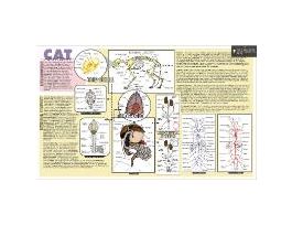 PLACEMAT CAT ANATOMY 16X9-3/4 INCHES