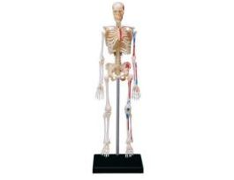 MODEL 4D HUMAN ANATOMY SKELETON 9.5 INCH EA