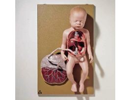 MODEL FETAL CIRCULATION