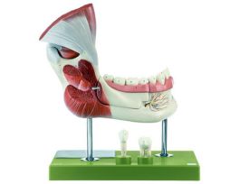 MODEL RIGHT LOWER JAW WITH MUSCLES-SP