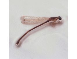DAMSELFLY ADULT PRESERVED JAR/10
