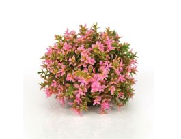 BIORB FLOWER BALL PINK EA