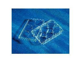 WELL PLATE MULTIPLE TC CS50