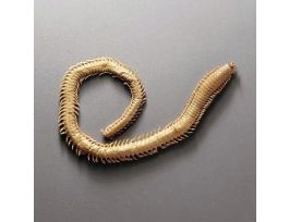 CLAMWORM (NEREIS VIRENS) JAR/10 PM