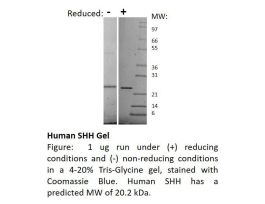 100-168-500UG HUMAN SHH