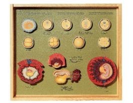 MODEL HUMAN EMBRYO DEVELOPMENT