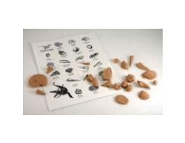 BASIC FOSSIL KIT-ESCP PK/10 SETS