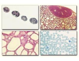 HUMAN PHYSIOLOGY SET/25 WARDS