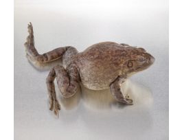 BULLFROG MED. 1X INJ PURE SOLN VP/1