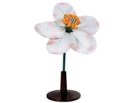 MODEL APPLE FLOWER 5X FULLSIZE