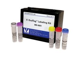 5' Nucleic Acid Labeling Kit