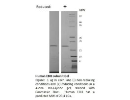 100-162-500UG HUMAN EBI3 SUB