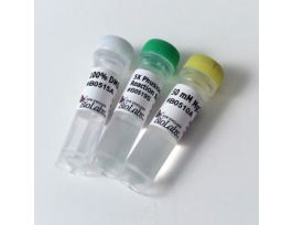 PHUSION GC BUFFER PACK 6.0 ML.