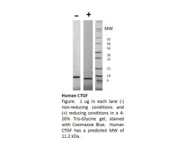 100-60-500UG HUMAN CTGF