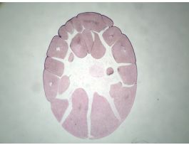 FROG-LATE CLEAVAGE TYP. SAG. SECT. H&E