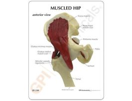 MODEL FUNCTIONAL HIP JOINT