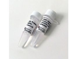 CAMP-DEPENDENT PROTEIN KINASE