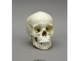 MODEL SKULL CHILD 9 YR OLD