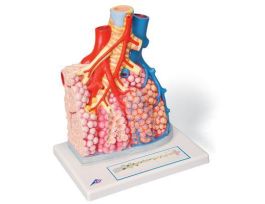 MODEL PULMONARY LOBULE AND BLOOD VESSELS