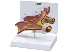 MODEL INTRODUCTORY ARTERY