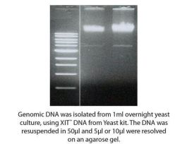 DNA GNMC FROM YEAST XIT F/25ML CULT