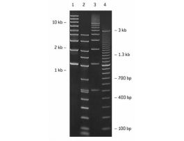 AGAROSE SEAPLAQUE GTG 200BP-25KB 25G