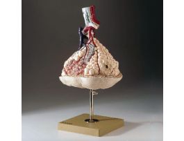 MODEL LUNG MICROSTRUCTURE