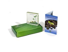 EMBEDMENT BEAN GERMINATION