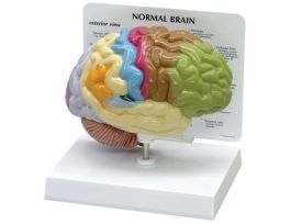 MODEL HALF BRAIN