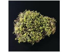 LEAFY LIVERWORT 3 X 4 LIVING