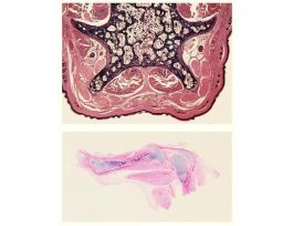 GENERAL VETERINARY HISTOLOGY SET SET/50