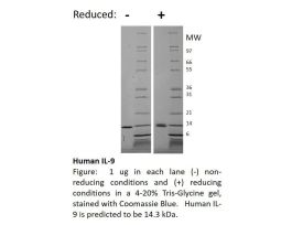 100-82-500UG HUMAN IL-9