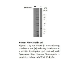 100-55-500UG HUMAN PTN
