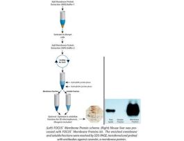 MEMBRANE PROTEINS FOCUS 2D ELP 50PREPS