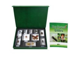 EMBEDMENT INSECT ORDERS