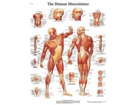 CHARTMUSCULAR SYSTEM