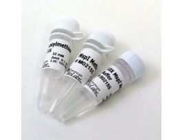 MSP I METHYLASE