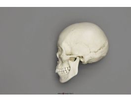 MODEL SKULL FM ASIAN2