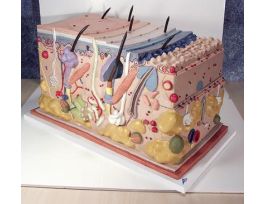 MODEL SKIN BLOCK 70XSIZE