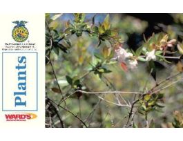 CARDS WARDS PLANTS FLASHCARDS 5X3