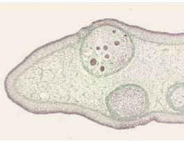 FUCUS MONECIOUS CONCEPTABLE CS