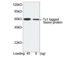 (TY1-TAG ANTIBODY PAB RABBIT)