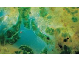 EUGLENA SP. MAGNACULTURE/100 LIVE