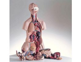 MODEL INTRODUCTORY MALE/FEMALE TORSO