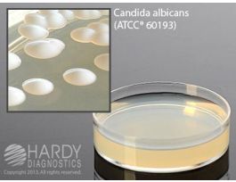 MEDIUM SABDEX AGAR W/GNTMN/CMP 12ML PK10