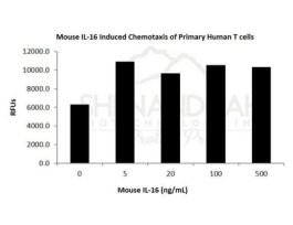 200-49-500UG MOUSE IL-16