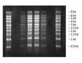 GEL RNA 8WL RELIANT W/1.25% GOLD MOPS